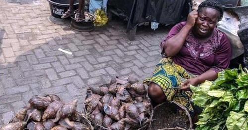 灭绝|中国人不敢吃的，却被非洲人吃到快灭绝，一年要吃掉上千万斤