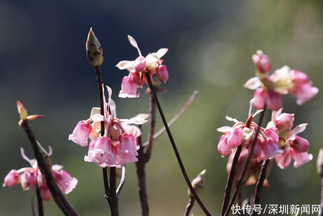 教堂|错过等一年！梧桐山最美花海盛开，漫山遍野一片粉