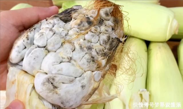 黑粉菌|它和玉米共生,农民见了头疼,城里人却当成美食,简单一蒸,真香