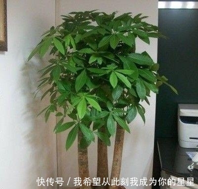 冬天养花“黄叶”怎么办?搞清楚“4个”原因,您的问题就能解决