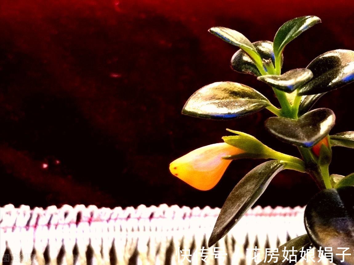 花友们|3种喜阴花,搁在北阳台,少晒太阳,少管它,枝繁叶茂开满花