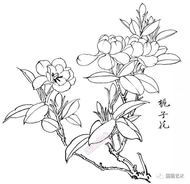  白描|花卉白描图谱选页分享