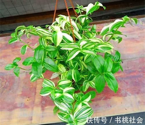 五种盆栽养在家里如景如画,比绿萝吊兰美多了,一派时尚景观