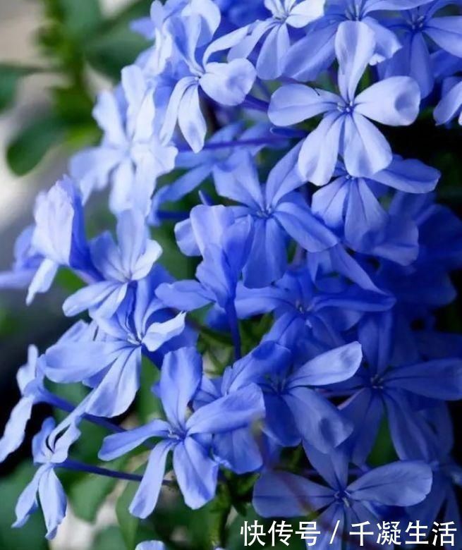 新手|7月就养3种花，耐热又耐旱，懒人新手都能养得好，开花不断
