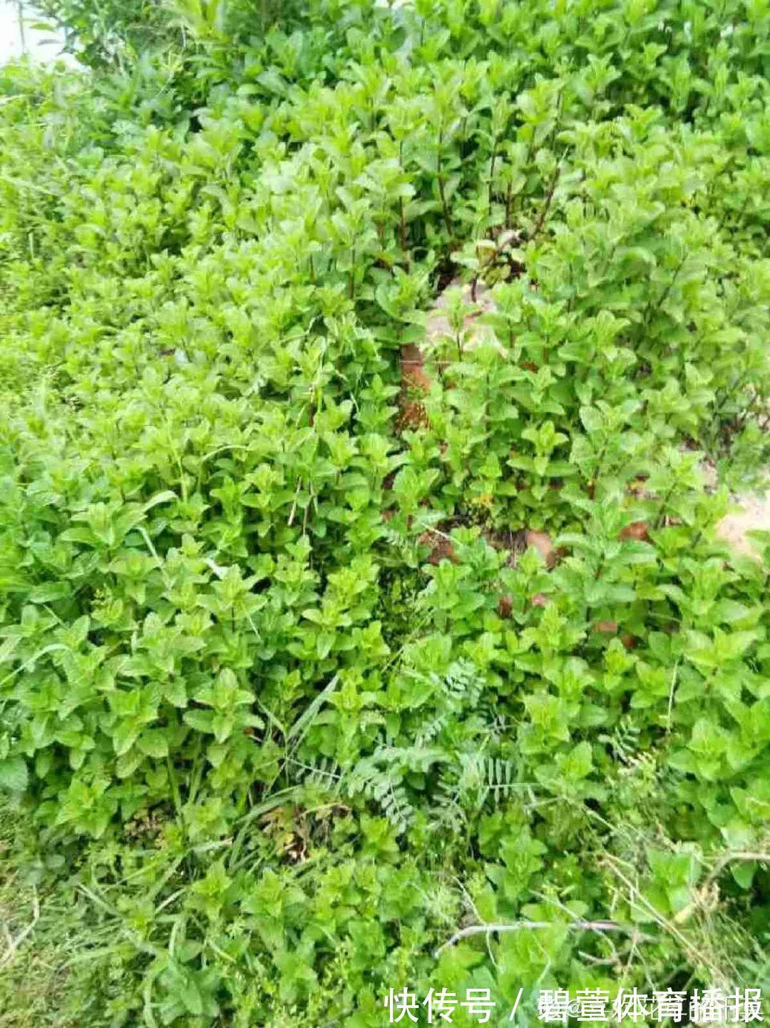 7种花插土里,立马长满院子,蚊虫不敢靠近!