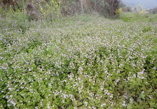 那些可爱的春天开花的本土山野草，你认识几种