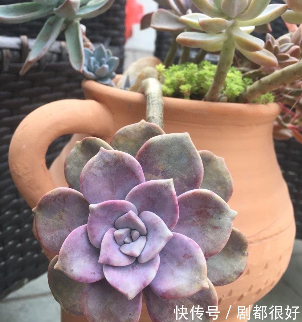 悬崖|养紫乐这种多肉,有3招,爆崽爆侧芽,还能长成悬崖桩