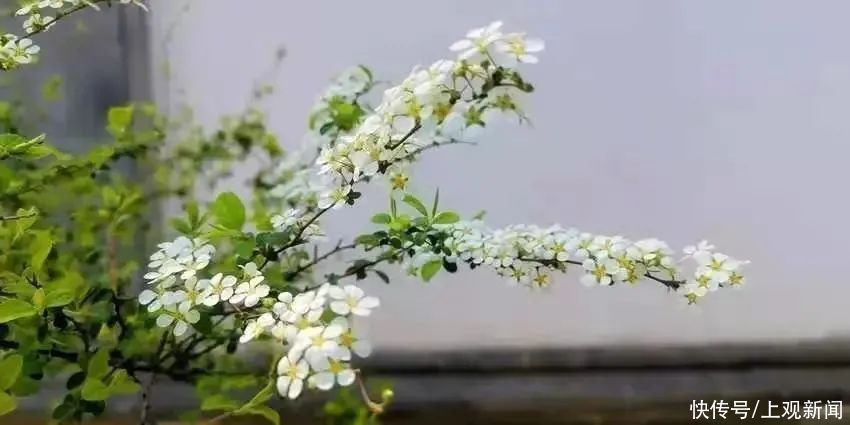 春暖花开日，醉白池公园三八女神节免票优惠邀汝来赏花