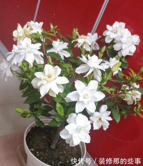 栀子花|夏天,这五种花多浇水,叶绿肥大,长势很良好