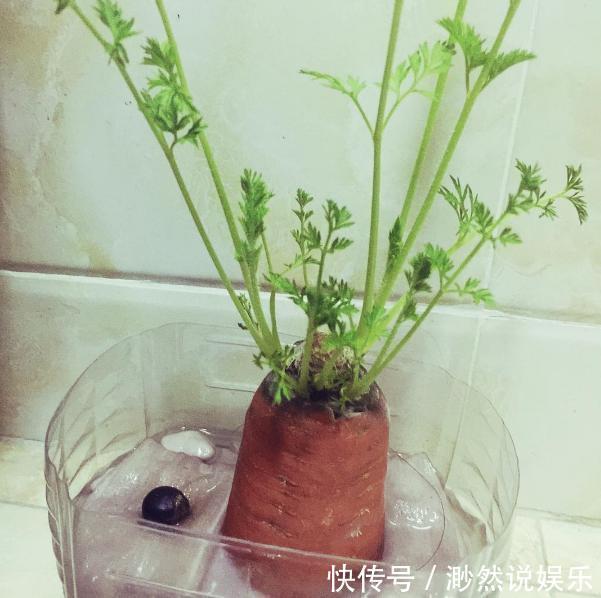 这5种菜留好根，放在水培瓶里，没几天长出小盆栽叶子还能吃