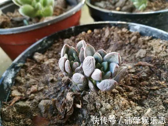 土壤|8月养多肉，出现3个“信号”要懂，要不腐烂、黄叶，剩下空盆