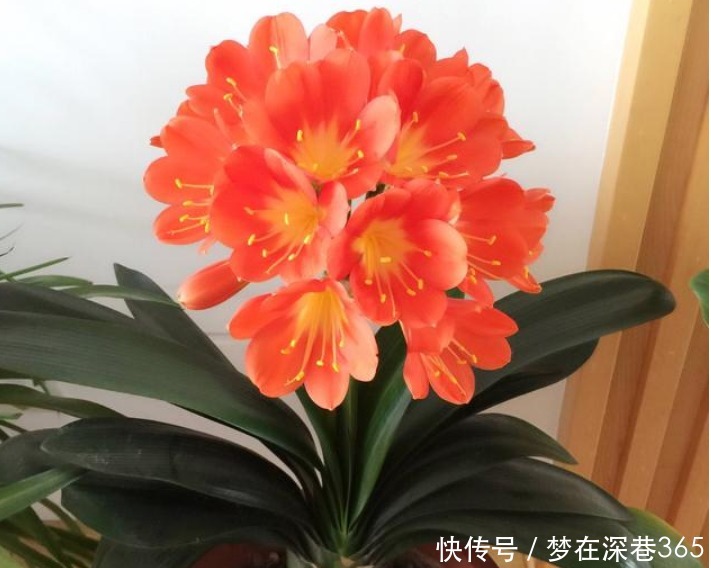 窍门|养花“有窍门”,往盆里撒点“它”,花卉长得旺,呼呼疯长!