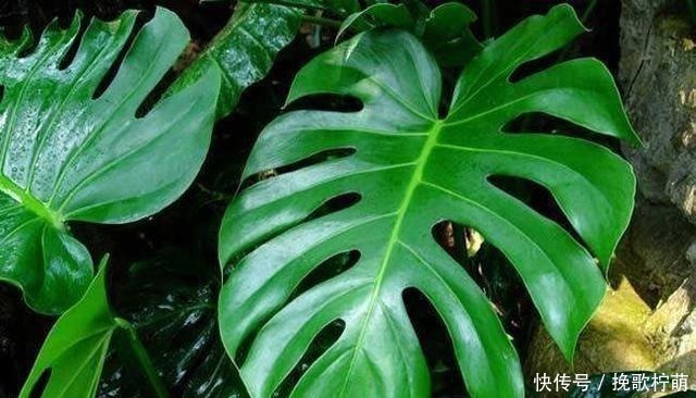 常春藤|冬天啥花都可以不养,唯独这5种,养一盆在家,对身体有好处,值!