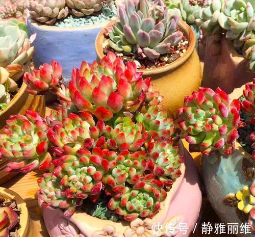 露养的多肉浇水后,叶子发软奄奄一息,多半是3个原因导致