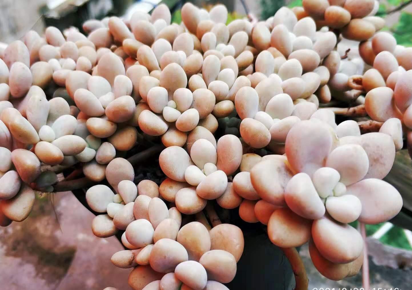 菲欧娜|不爱长杆子的多肉?试试这10个品种,我养好多年了它们还是没长高