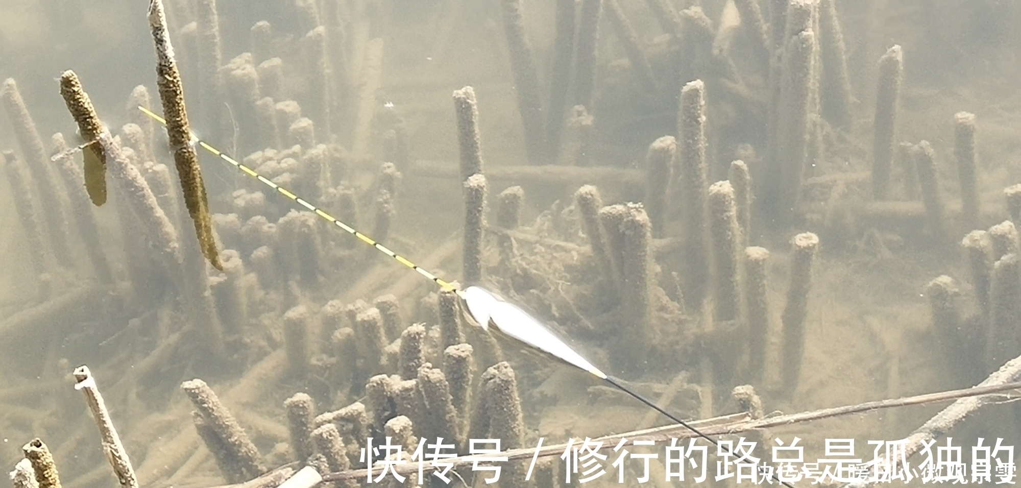 扁尾|一支浮漂打天下还真行不通,想要应对各种渔情,少不了这几种浮漂
