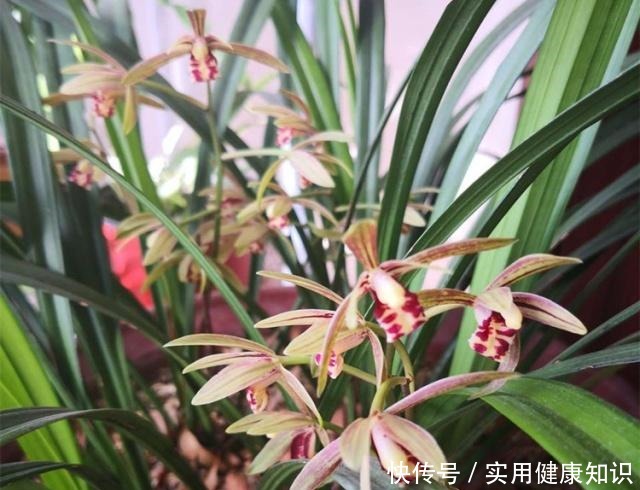 养兰花用什么肥我推荐这3种“肥水”,浇一浇,长得旺,花苞多!