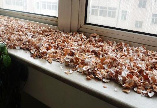 养花施肥篇这些垃圾可变废为宝,成为盆栽植物的''催化剂''