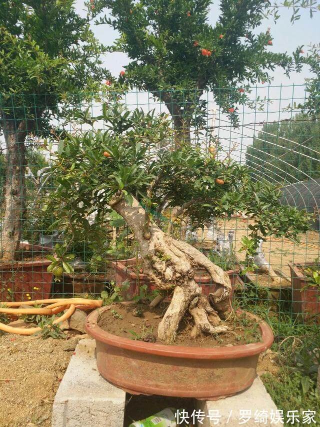 盆景|石榴盆景外形美，根系却无法附在石头上，巧用塑料瓶就解决