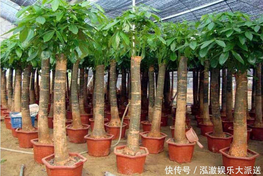 家中养花不要乱,6种“镇宅花”可以养,2种“破财花”不能养