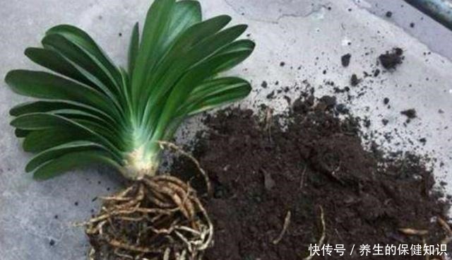 君子兰不见长是你这三点没做好,改变方法,让养殖变得轻松!