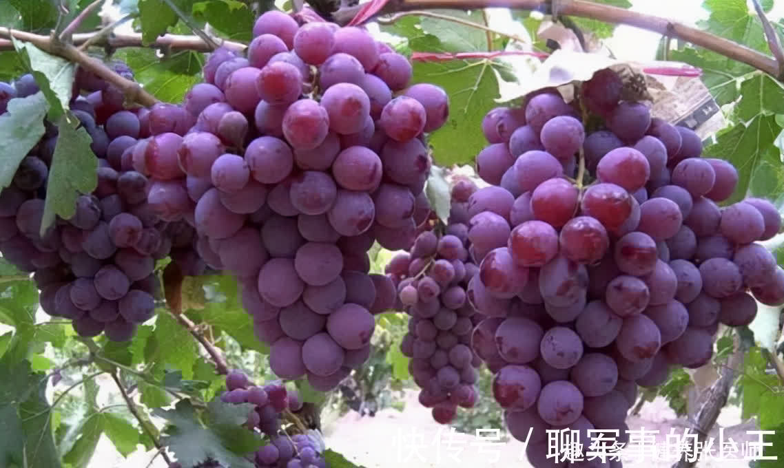 肌肤|对肌肤好的食物，坚持吃一些，能美容养颜，袪皱淡斑，吃了变美丽