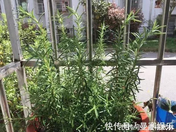 蚊香|5种花蚊子“不喜欢”,好看还好养,是天然蚊香,值得多养几盆