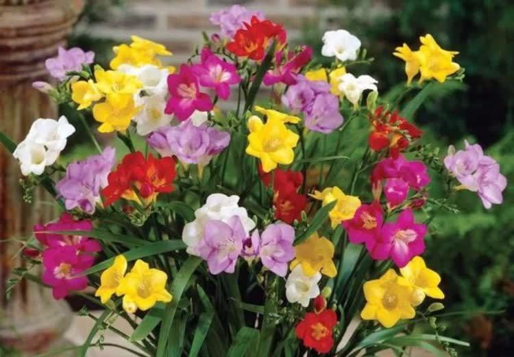 4种花很好养,耐热耐晒更耐旱,日子红火财运滚滚,好看极了