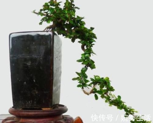 盆景|4种绿植从低价盆栽到高价盆景,只需5年时间,每一盆都很美