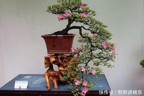 洗衣粉养花妙用学2招，使它来杀虫、催花，早知道早受益