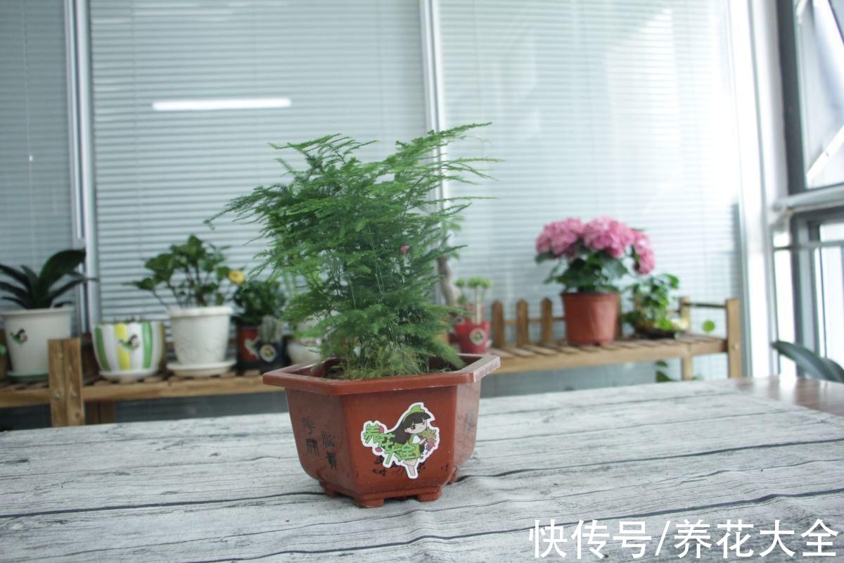 老中医|老中医爱养的10种植物，种一盆养人养身心，堪称植物“小药箱”