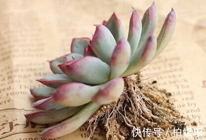 叶片|养多肉不修根等于白养,这么一弄突突疯长!