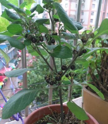 小病|这种花是“解毒高手”,家里养一盆,再也不怕“小病小灾”