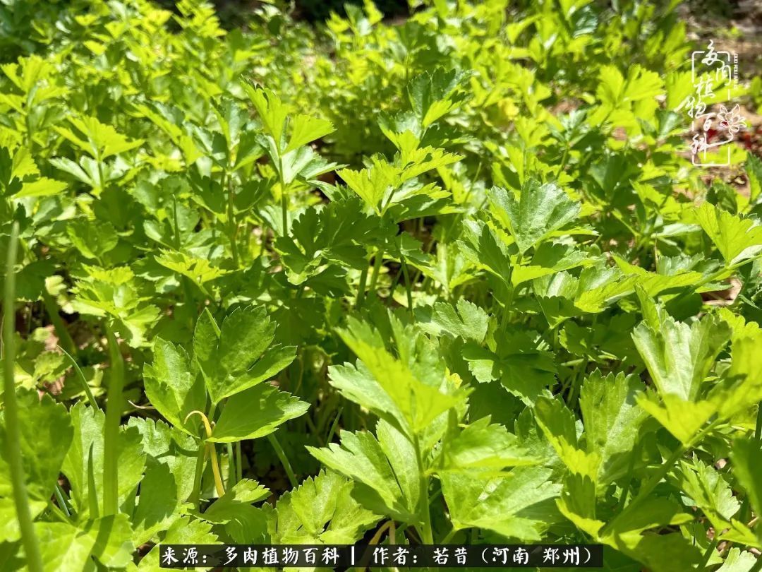 迷你小院儿,种满多肉、花草和蔬果,沉醉在自己的世外桃源!