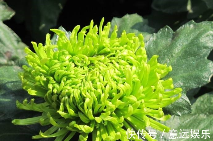 中叶柄|喜欢养花,不如养盆“菊花贵族”绿江南,似碧玉非常,高贵典雅!