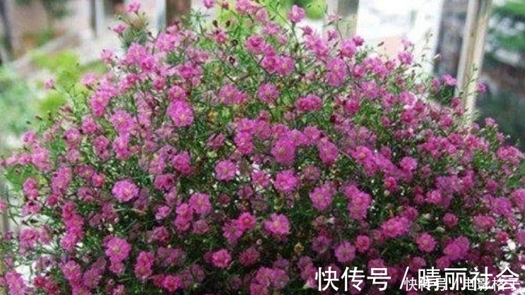 月季|4种花谁养谁上瘾，长势好开花多，花大色艳真漂亮