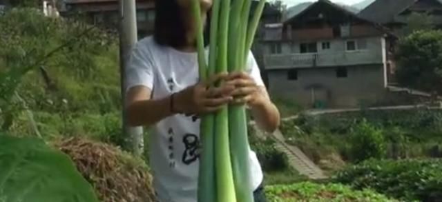 农村地区的这种野菜，很多人以为都不能吃，其实清炒出来特别美味