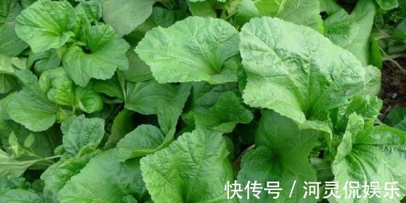 咽喉肿痛受不了,常吃3种野菜,嗓子不痛了,吃嘛嘛香!