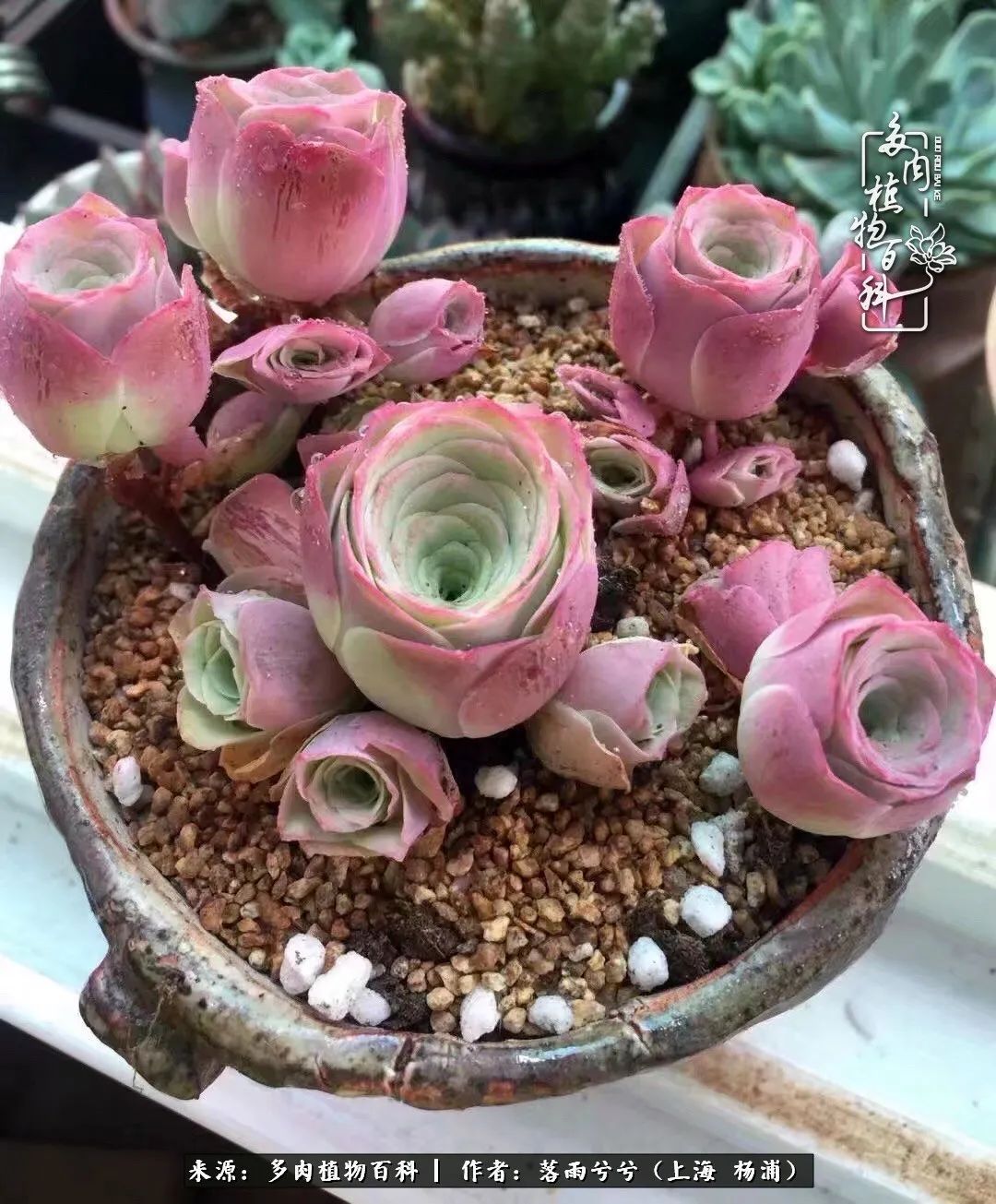 入坑7年多,从菜色到全状态,包邮区的多肉一样可以很美!