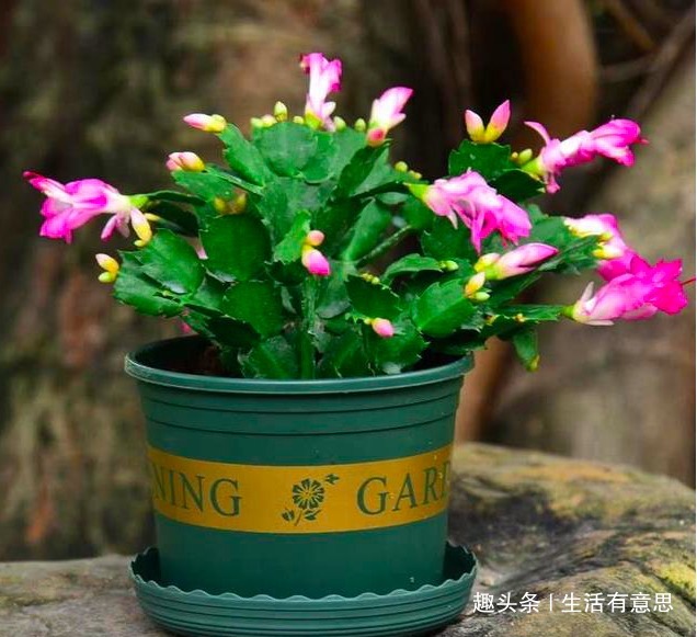 蟹爪兰长得慢、不冒花苞盆土加点“料”,花苞蹭蹭窜出来!