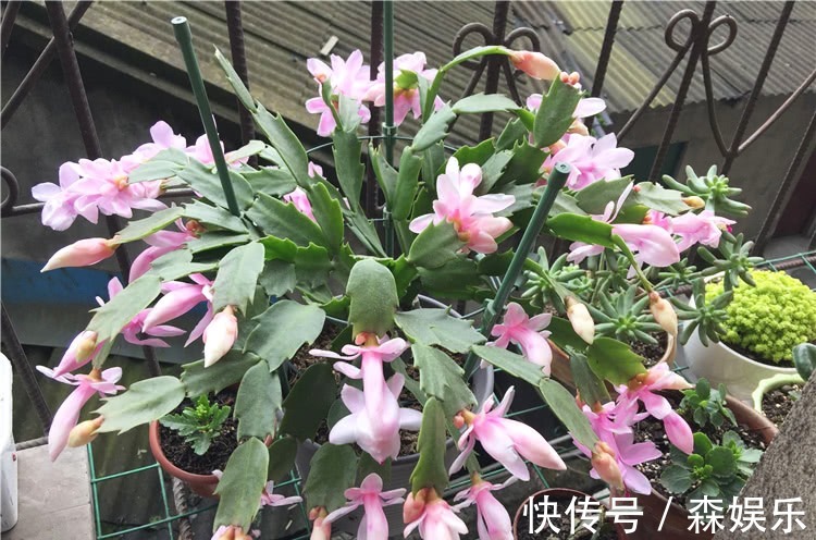 蟹爪兰砧木快被抽干,给它“打点滴”,砧木复壮快,蟹爪兰开花旺