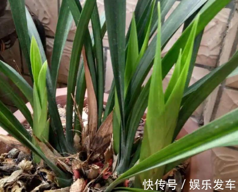 养花|秋日养花,存在哪些忌讳?此4处,做得越多错得越狠