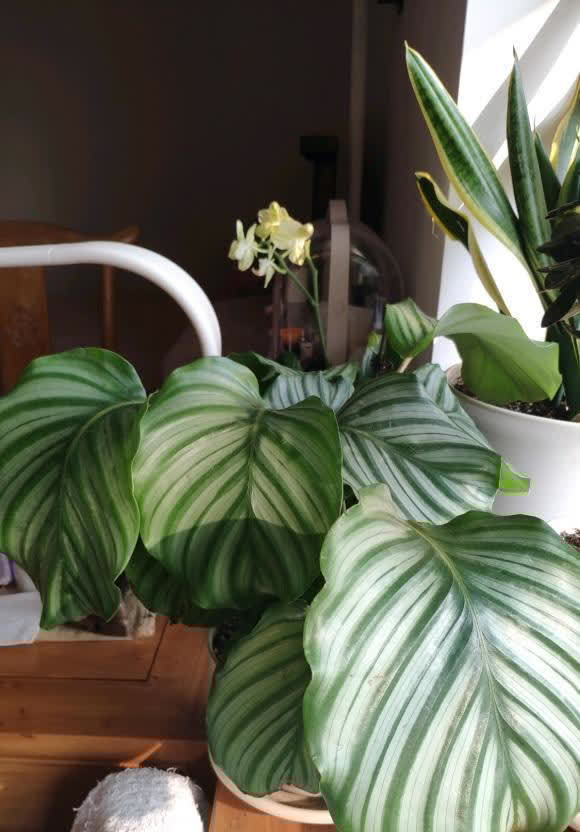 浇水有窍门,有些水能浇花,有些不能浇,分清楚,养花更轻松