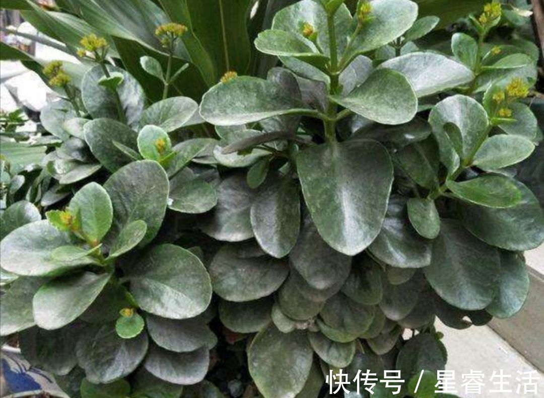 休眠|夏天3种花要休眠,要给它控水停肥,不然容易发生腐烂