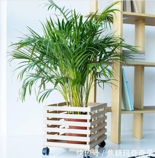 忠于颜值,始于陪伴!能让家幸福感爆棚,关键还不贵