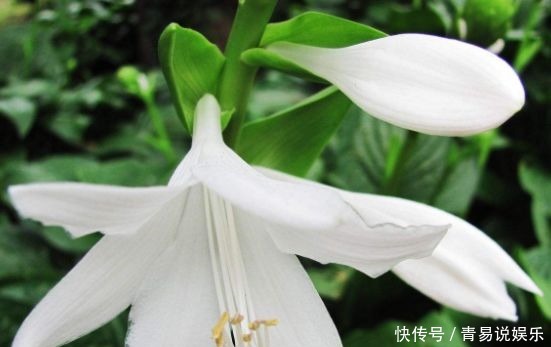 菊花|此4款花四季都开花,好看又好养,阳台也能养