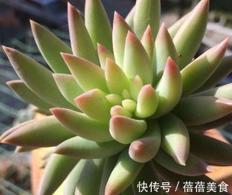 多肉千佛手怎么养殖