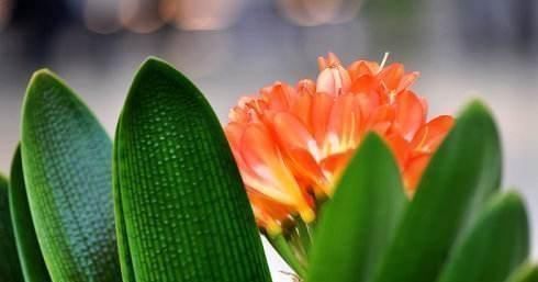 百花姐姐|气温超过35℃,君子兰有“4怕”,避开后,不休眠,还长新叶