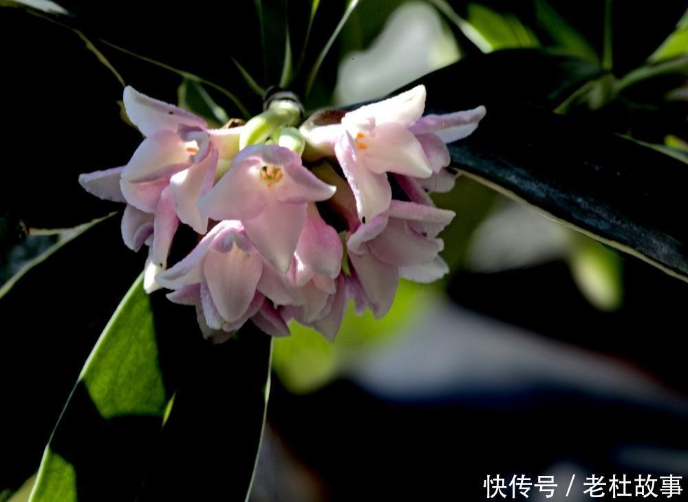 金边瑞香的栽培方法有哪些,如何养护金边瑞香呢