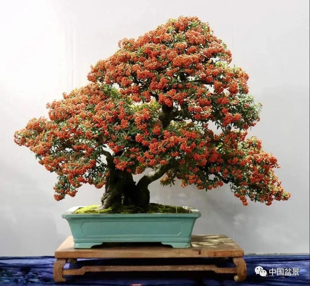 盆景养殖不在多而贵在精,你能养成这样吗?